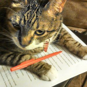 Meet your Posher, Dawn